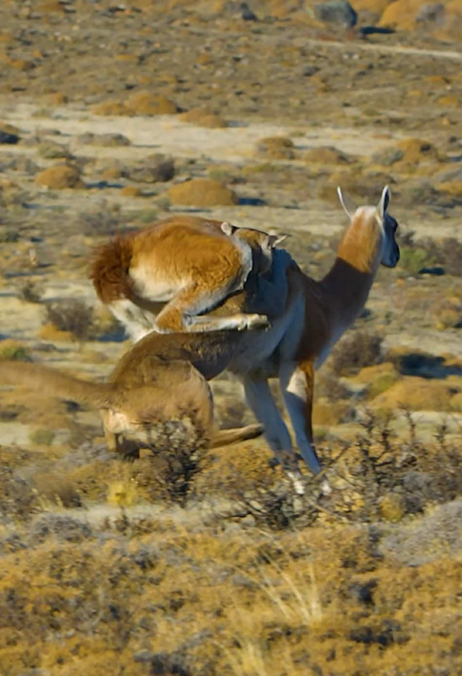 #puma #amazinganimals #nature #animalslifestyle #wildlife #foryour 