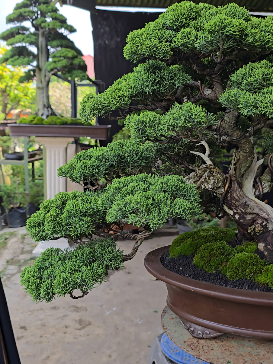#bonsaikontes #bonsai #potbonsai #bonsaivietnam #bonsaiindonesia #bonsaithailand #bonsaitaiwan #bonsaijepang #bonsaicemara #cemarasargenti #cemarasinensis #ppbi #cemarakishu #salamsatuhobby #bonsaitree 
