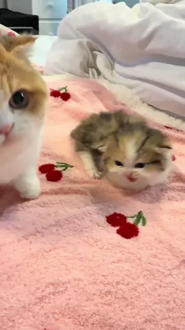 Sisters: Big Nami, Smol Remi #Remi #nami #tinyfoldmunchkin #meows #fyp #CatTok 