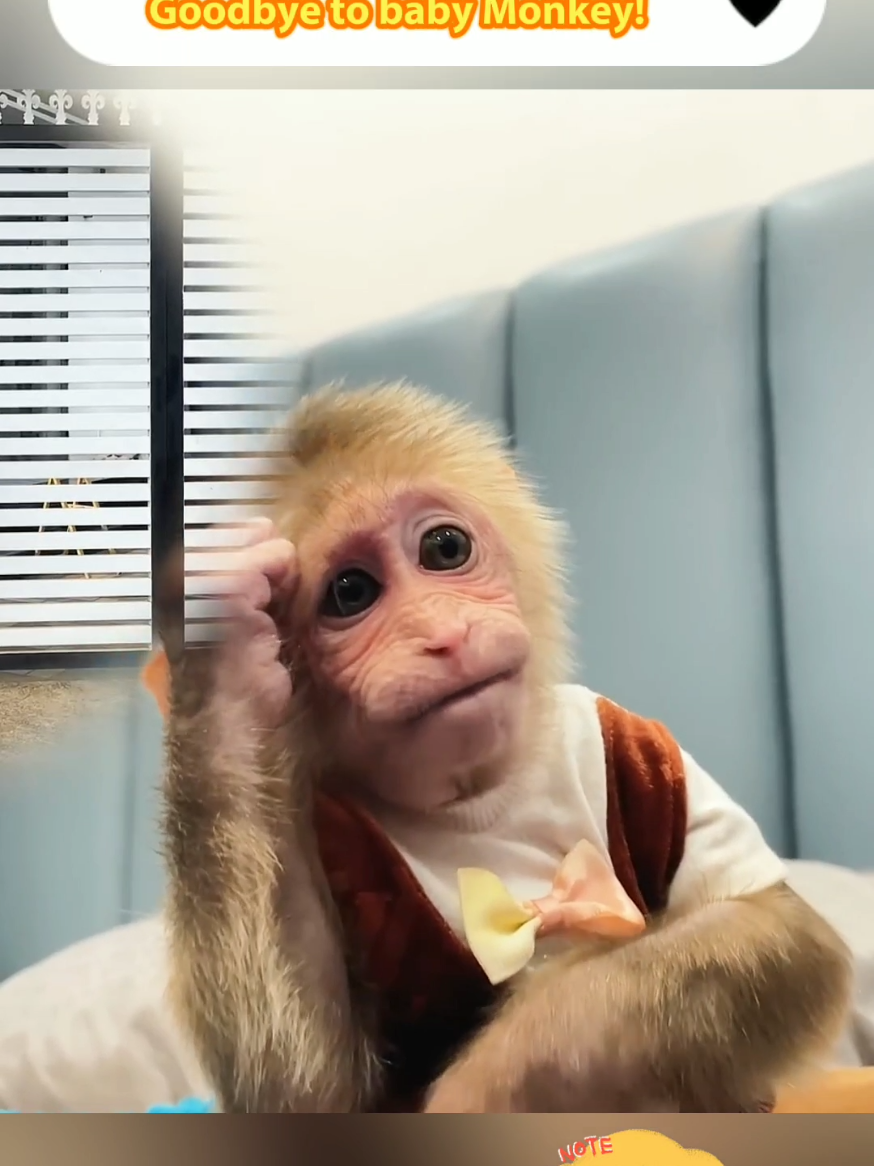 Nanny Cries Saying Goodbye to baby Monkey! #monkey #animal #hotfood #monkeys #dragon #food #travel #lovetravel #hottravel #Lifestyle 