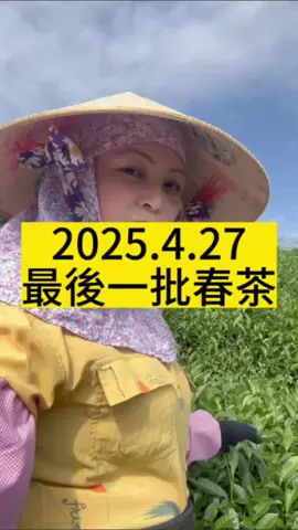 #阿萍ㄟ茶 #杉林溪茶 #春茶 #4兩一包（150克）1台斤四包電話0910205077 