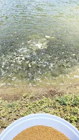 Bên e có cung cấp cá rô phi giống thức ăn cá rô phi a e gần khu vực bạc liêu sóc trăng Vĩnh châu có nhu cầu nuôi cá rô phi thì liên hệ e nha #aivicakeo79 #carophi #bạclieu94 #aivithuysan #kinhnghiemnuoicarophi 