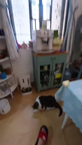 If you keep holding Bob, he will keep meowing#fyp #PetsOfTikTok #cute #cats #catsoftiktok #cutecat #kitty #catlover #cuntlifechoseme #meow #kucing #funny 