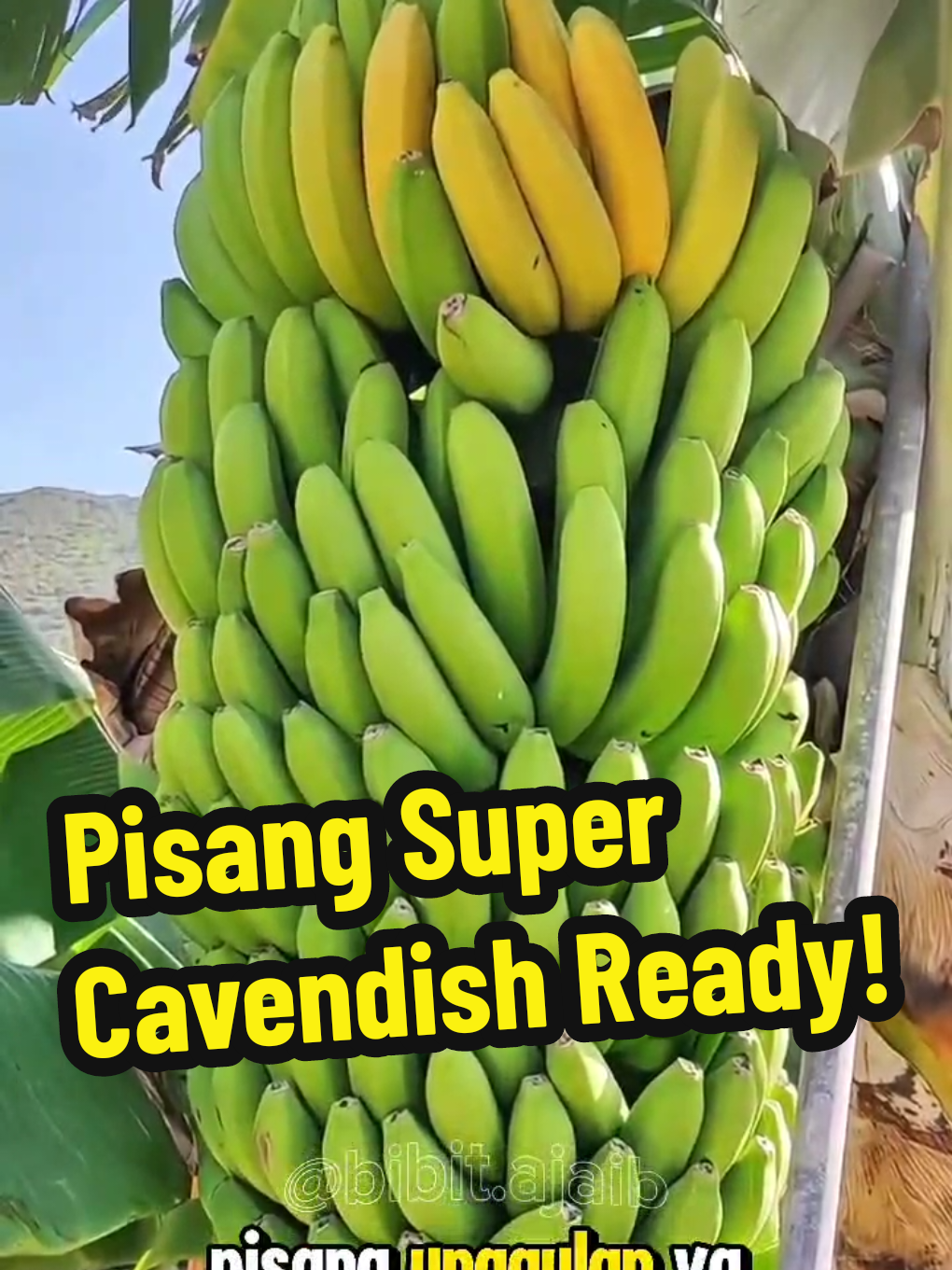 pisang cavendish super siap tanam ready yaa, yuk diorder 😊 #bibitpisangcavendish #pisangcavendish #menanampisangcavendish #bibitpisangunggul #pisangcavendis #bibitpisangsunpride 