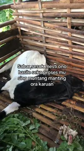 #fyppppppppppppppppppppppp #peternakmuda #peternakmilenial #peternakkambing #tukangramban 