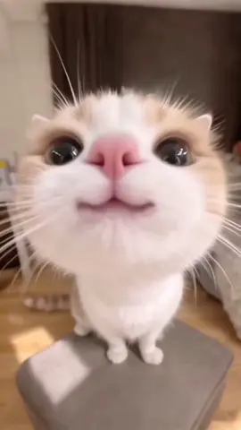 #foryou #fyp #funny #cat 