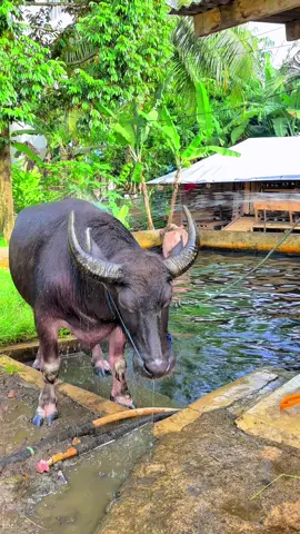 Cocok angkut boskuuu😁 #kerbauviral🐃 #fyppppppppppppppppppppppp #qurban #kerbau 