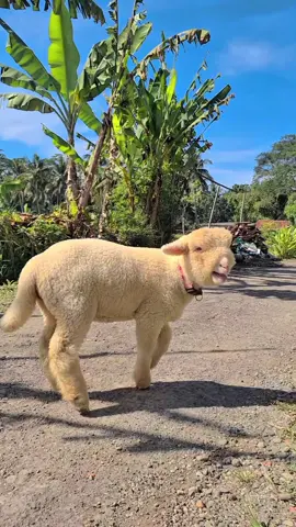 kejar terus sampe dapet 😜#p_dnafarm #nuna🐑  #pesonadombaindonesia #dombamerino #dombalucu #dombamerinobatur #dombagemoy #fyp #foryou #peternakmuda #lewatberanda #xybca