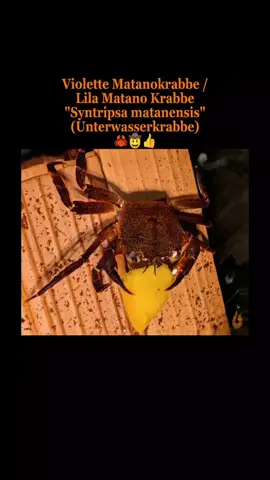 🦀 Violette Matanokrabbe / Lila Matano Krabbe | Unterwasserkrabbe / Lebt unter Wasser | Syntripsa matanensis - Faszinierende Krabbenart - Lebt unter Wasser - Färbung = lila / violett - Wasserhärte = weich bis hart - Verhalten = friedlich - Für Fortgeschrittene geeignet Violette Matanokrabbe - Syntripsa matanensis: Der exotische Blickfang für Ihr Aquarium Sie möchten Ihrem Aquarium einen besonderen Akzent verleihen? Die Violette Matanokrabbe, auch bezeichnet als lila Matano Krabbe, ist mit ihrer intensiven violetten Färbung und ihrem faszinierenden Verhalten ein echter Hingucker im Aquarium. Diese aquatische Krabbe stammt ursprünglich aus dem Matano-See auf Sulawesi und bringt tropisches Flair in Ihr Zuhause. Dort lebt sie zwischen Steinen und Wurzeln, wo sie Schutz und Nahrung findet. Im Aquarium sollten Sie diesen Lebensraum mit vielen Versteckmöglichkeiten wie Höhlen, Wurzeln und robusten Pflanzen nachbilden. Die lila Matanokrabbe lebt im Süßwasser unter Wasser und benötigt keinen Landteil, so wie andere Verwandte großer Krabbenarten. Wird ihr ein Stein oder eine Wurzel, die etwas aus dem Wasser ragt angeboten, wird diese auch gerne aufgesucht. Wichtig ist eine geschlossene Abdeckung / dichte Abdeckscheibe, da sie gerne klettert und sonst aus dem Aquarium ausbüxen kann. Ein strukturierter Aufbau mit verschiedenen Ebenen in Kombination mit robusten Pflanzen, wie Anubias, Javafarnen oder Moosen sind ideal, da weichere Pflanzen angeknabbert werden könnten. Mit Hornkraut habe ich auch gute Erfahrungen gemacht, darin verstecken sie sich auch gerne. Tipp: Wenn der Speiseplan eher pflanzenlastig ausfällt (Gemüse, Algenplatten, Algenblätter, Spirulina uws.), lässt sich der Appetit auf Wasserpflanzen ganz gut kontrollieren. Die violette Matanokrabbe ist einfach in der Haltung. Sie stellt dabei keine hohen Ansprüche an die Wasserwerte und ist für fortgeschrittene Aquarianer geeignet. In einem Gesellschaftsbecken mit vielen Verstecken kann sie mit Garnelen, und anderen friedlichen Bewohnern vergesellschaftet werden. Auch eine Haltung mit schwimmfreudigen und nicht bodennahen Fischen ist möglich. Achtung: Aquariumschnecken / Wasserschnecken, wie zum Beispiel Posthornschnecken / Turmdeckelschnecken / Spitzschlammschnecken und andere, werden von ihr auch gerne als Nahrung angesehen und gefressen. Auch können kleinere Bodenfische, die nicht schnell genug flüchten, verspeist werden.  Grundlegend sollten viele Versteckmöglichkeiten wie Röhren, Höhlen, Moose, Pflanzen, Wurzeln, Deko usw. vorhanden sein. Hornkraut ist an dieser Stelle sehr zu empfehlen und sollte im Aquarium nicht fehlen. Auch Moos wird gerne als zusätzliches Versteck aufgesucht. --- Diese Tiere leben in meiner Aquarium Zuchtanlage: Zwerggarnelen / Garnelen, Aquariumschnecken / Schnecken, Krebse, Krabben, Wasserpflanzen, Moose uvm. 🦐🌿 Aqua Birne Shop: Aqua - Birne . de 🐌🦞 ▶️ Folge mir gerne für mehr! Aquaristische Grüße Daniel Birnbaum, die Aqua Birne 🍐🤠👍 . . . #Aquarium #garnelen #garnelenaquarium #garnelenbecken #nanocube #nanoaquarium #neocaridina #caridina #aquascaping #garnelenzucht #zwerggarnelen #aquaristik #fische #krabbe #krabben #syntripsamatanensis 