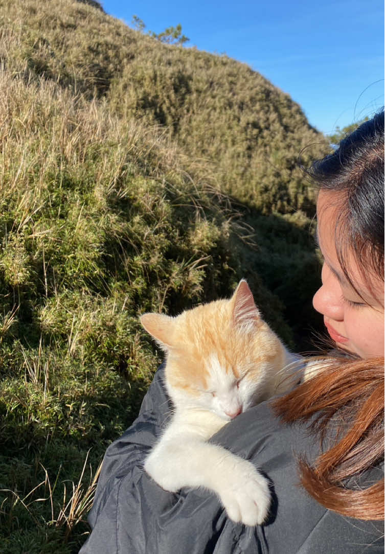 Meet Pugal 🥹♥️ The fur fairy of Mt. Pulag 🫶🏻 Super clingy nga cat 😩♥️♥️#mtpulag #pugal 