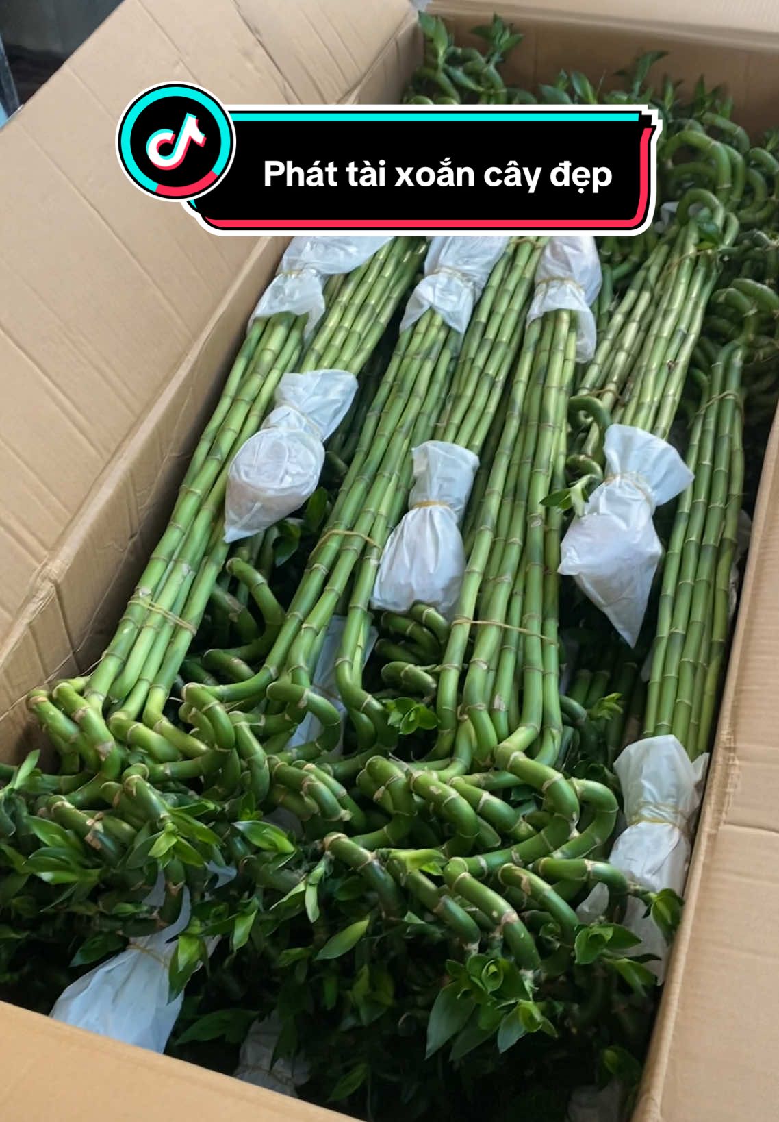 Phát tài xoắn về hàng ạ #phattaixoan #phongthuy #cayphattai #caytrongnha #tuongvygarden 