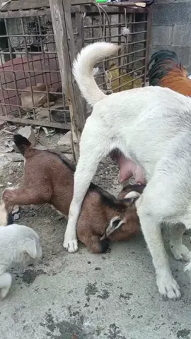 #dog #milkbox #babyanimal #eating #animal #puppy #cute 