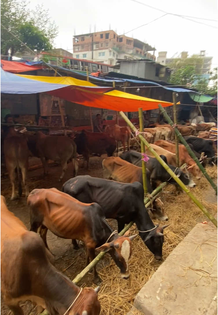 মাঝারি সাইজের গরু। #foryou #Goru #new #tiktok #viral #video #follower #cow #Qurbani #hamba #গরুর_হাট #gorurhat #reels #animals #viralvideos #MSR 
