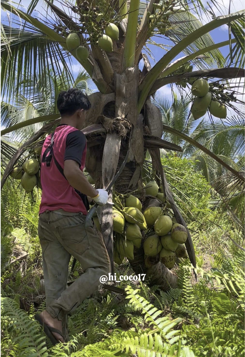 Ketua panen kelapa dulu,.. Yuk yg mau bibit sudah bisa co,.#petaniindonesia🇮🇩🇮🇩🇮🇩🌿🌿 #petanimuda 