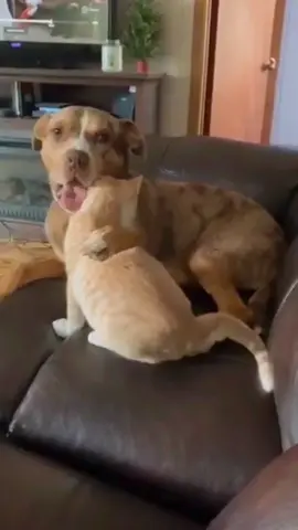 This is why cats hate dogs 🐶🐈#usaus #cat #kitten #funny #catsoftiktok #petlover #funnyvideos #dogsoftiktok #foryou 