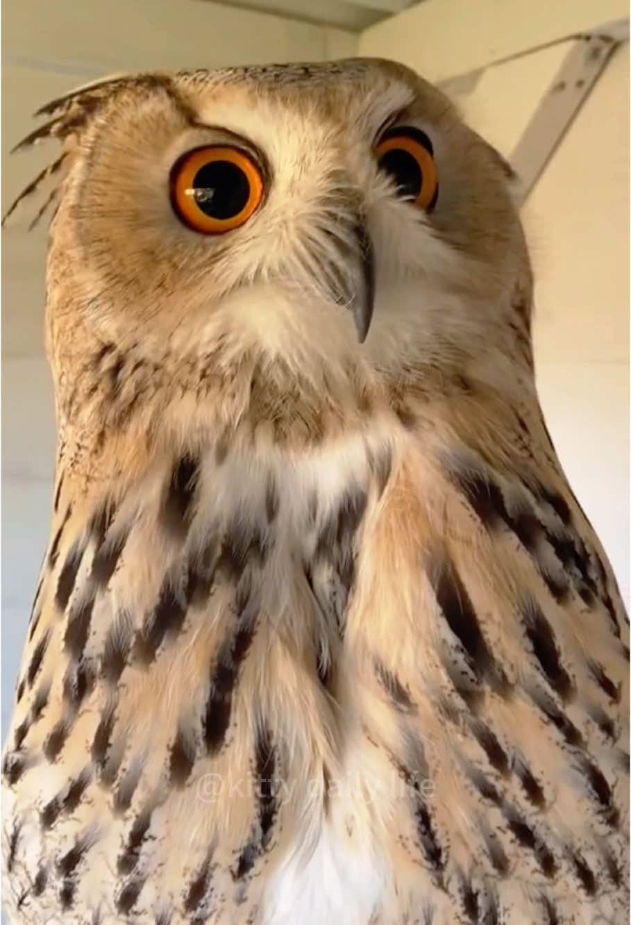 Funny owls #funny #owl #owlsoftiktok #bird #owllove #foryou 