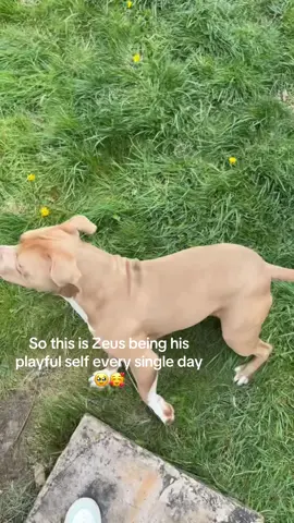 Anyone else relate to this?🤣🤣🐾 Still wouldn’t change him for the world🥰 #xlbullynation #xlbully #zeus #messydog #xlbullytiktok #doglovers #funnydog #viraldog #fyp #myboy #dogsoftiktok 