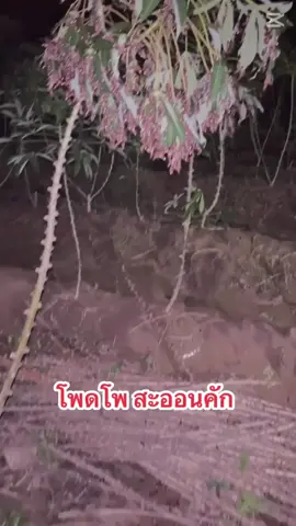 มันก็มากินเยอเกิน