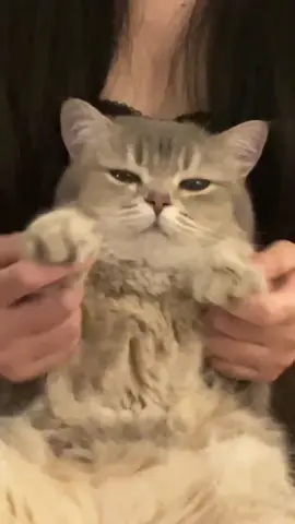 #cat #kitty #catshake #cutepets #dance #sway 