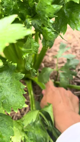 Harvest celery #homegrown #vegetablegarden #backyardgarden #fyp