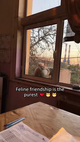 Cat love ❤️❤️#cat #foryou #usa🇺🇸 #tiktok #Love #pet 