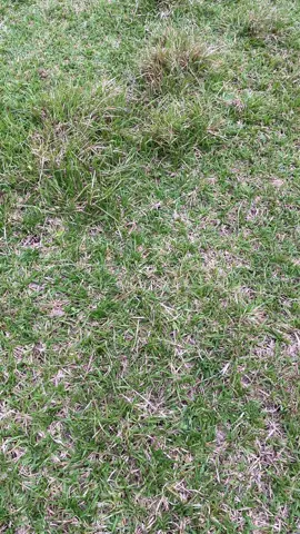 Myday nyo baka maonahan kayu #nature #fyp #foryoupage #province #freetomyday 