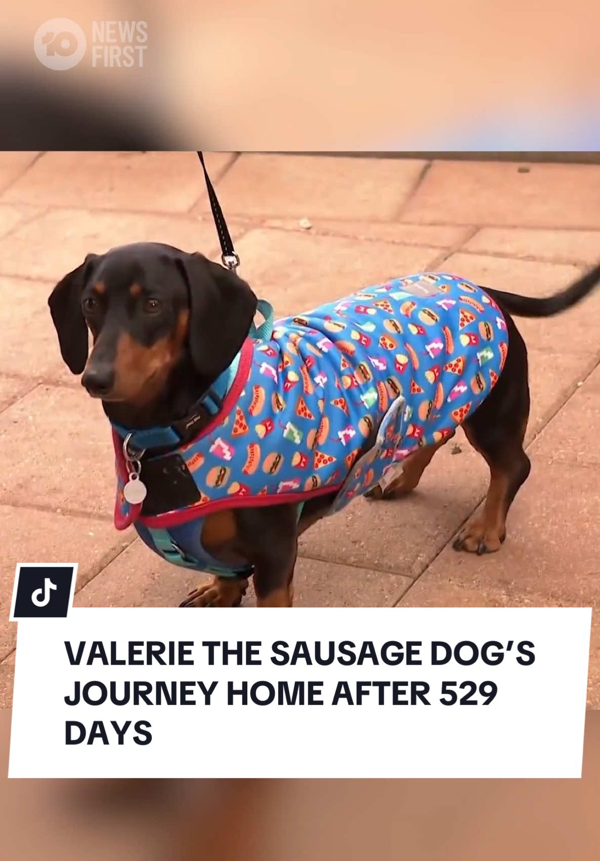 Two days since her capture, Valerie the Sausage Dog is acclimatising well after her time roaming the far corners of Kangaroo Island alone. Her rescuers today revealed how they believed she stayed so well-groomed and told the tale of how fellow sausages aided in her return. #10newsfirst 