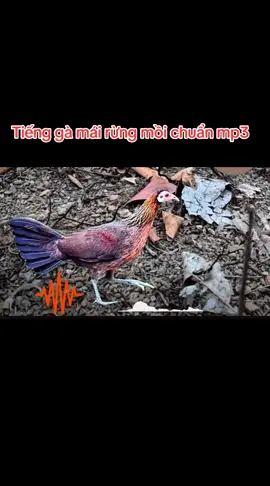 tiếng gà mái rừng mồi chuẩn mp3 #baygarung 