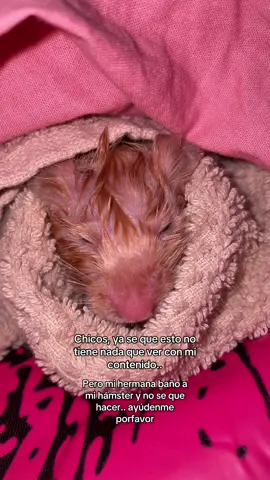#zyxcba #lentejas #ariela640 #fyp #ayuda #hamster 