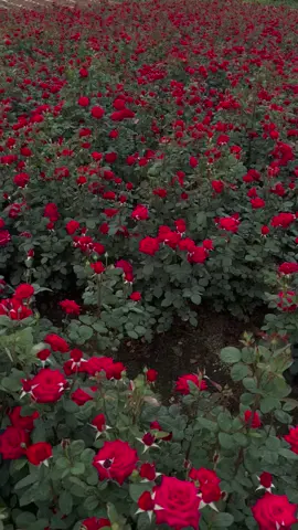 ကိုယ်အကြိုက်ဆုံးနှင်းဆီပန်းခင်းဂါဝန်ဖြူဖြူလေးဝတ်ပီးပြေးချင်လိုက်တာ💃🌹#နှင်းဆီ 