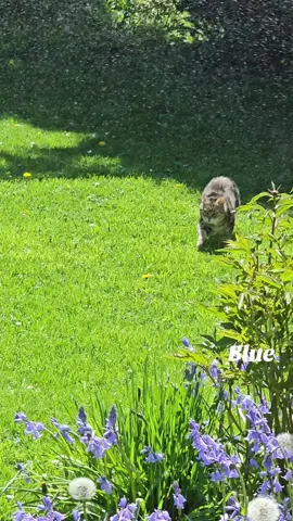 #catsoftiktok #homesweethome #garden #rain 