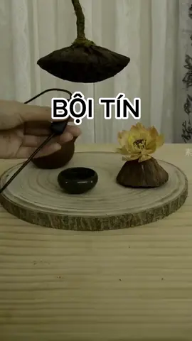 Bội tín. #songchamtamtinh #boitin #bannang