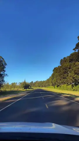 POV: You get excited every time the road gets covered in trees. 📍 Nanyuki - Timau Road  #Nanyuki #Timau #nanyukitiktokers #merutiktokers #Merucounty #TembeaKenya #Kenya 