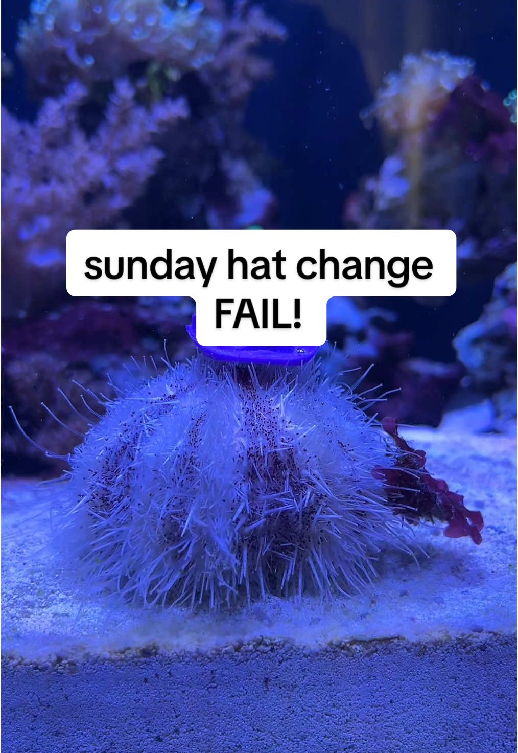 sundays mean one thing in the wet pet world! #bobashatchange #bobatheseaurchin #seaurchin
