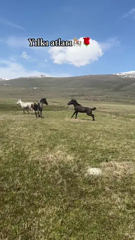 #keşfetteyizzz #keşfetedüş #videoviral #köy #bahar #karslı #kars #at #yılkıatları 