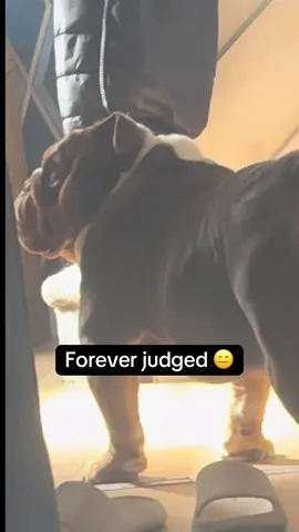 Im sure he loves me really 😒😑#gary #garythebulldog2 #garythebulldog #bulldog #bulldogs #bullsoftiktok #cheeky #sideye #gaz 