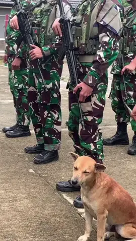 akibat tidur telalu malam , jdi ikut apel pagi ngantuk ngantuk#hewan #hewanpeliharaan #anjinglucu #apelpagi #fyp 