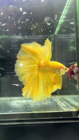Super Yellow Haflmoon ! 💛💛💛💛 #bettafish #betta #bettahalfmoon #aquarium #bettavietnam #bettathailand #bettaindonesia #bettaphilippines #bettasingapore #xuhuong2025 #trending #viralvideo 