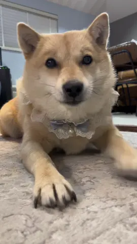 #北海道犬ゆき #しゃべる犬 #たべるう #北海道犬 #柴犬じゃないよ #もふもふ犬 #たべる一択 #キツネでもないよ #今日の食べる #ボーロだいすき #マイペースなわんこ #オシャレした🐕🎀 