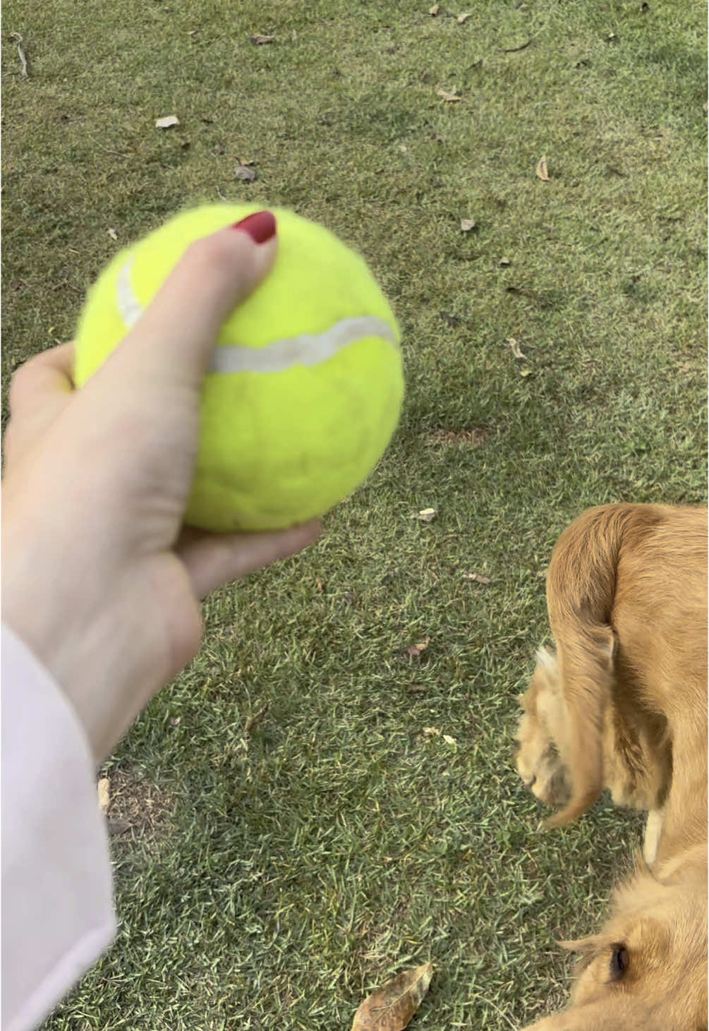Divertida e segura! A bola de tênis extra grande é perfeita para as brincadeiras com o seu fiel amigo! 🐶♥️ Você encontra lá na Trevo Dourado Store 🍀 #trevodouradostore #bolapet #brinquedopet #boladetenis #cachorro #dogslover 