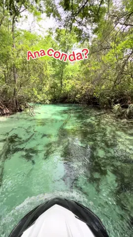 Looks like a 30 foot anaconda and friends to me! #anaconda #search #florida #springs #waverunner #gators