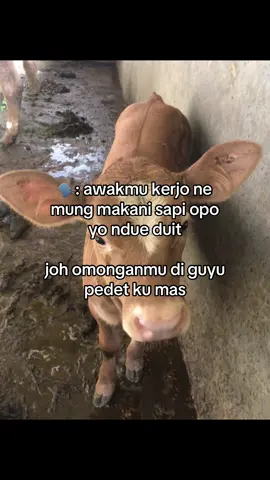 takon o karo bapakmu #peternakmuda #blantiksapi #juragansapi #juraganmuda #bosmuda #sapijumbo #sapiviral #sapi1tonup #1tonup #peternaksapiindonesia #cahkerjo #cahyoutomofarm #fypage #foryoupage 