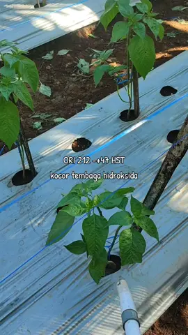 #fyp #petanicabai #petanimuda #beranda 