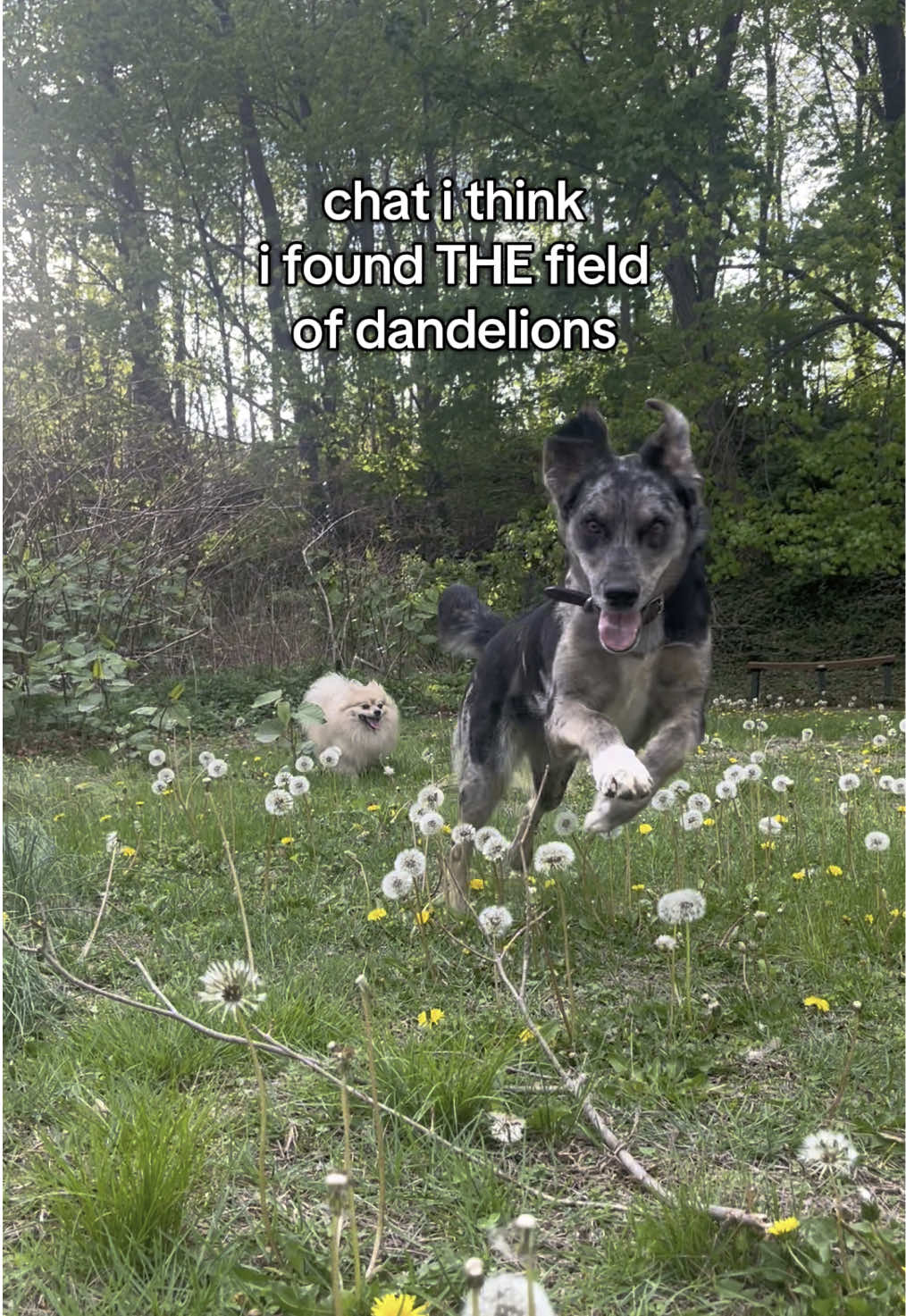 someone tell ruth i found the field of dandelions she’s been talking abt #dogs #foryoupage #foryou #fyp 