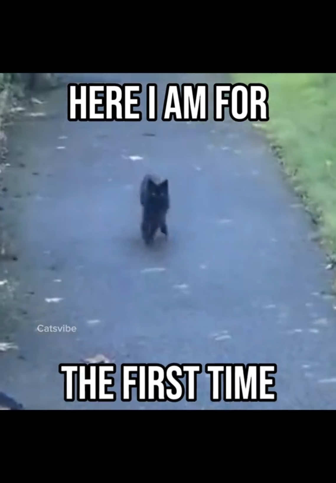 this banger song 🔥 Party in the U.S.A 😁 (i’m trying something) #catcontent #catcontent #catcore 