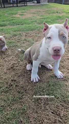 I'm so in love 🥰🤗 817-995-8725  🐾🐾 We Don't Find Homes for new Dogs...We Match Perfect Homes for Perfect Pups 😊 www.Burlesonbullies.com 🐾🐾 #BurlesonBullies #GotTex #FckSloppy #GotBurleson 
