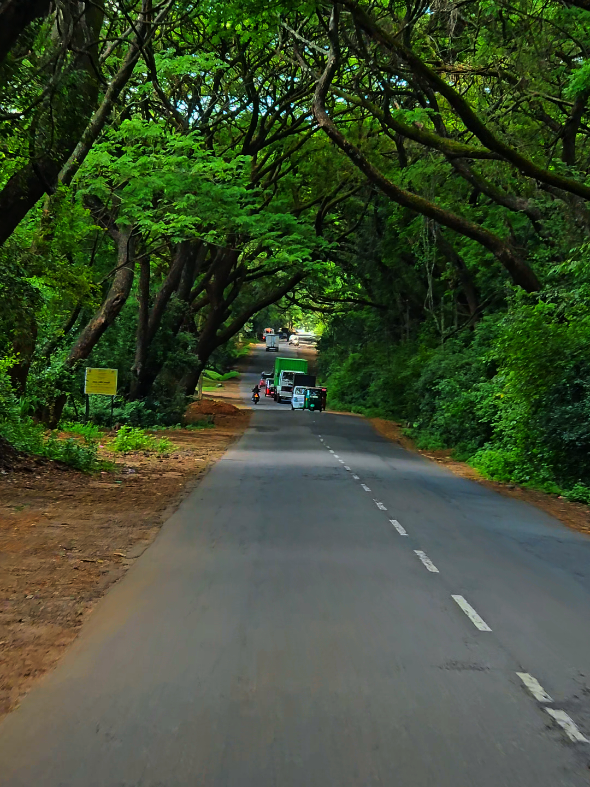 🍃🍃😍😍🍀🍀🫣#nature #foryou #fyp #pageforyou #viral #pageforyou #srilanka #1millionaudition #travel #🇱🇰 