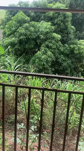 Ok