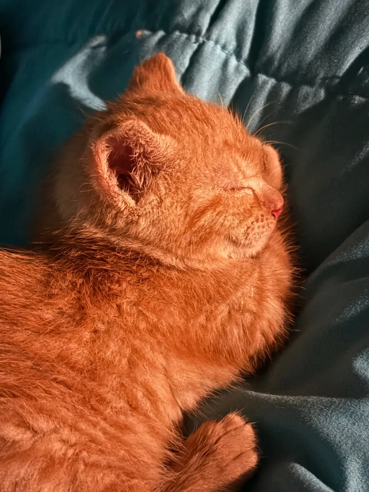 When my cat passed away a couple days ago, I never expected my clients to bring me a little yellow tabby to help me with my grief, but I’m so glad that they did. I am already in love with this little guy. He is going to be so spoiled.
