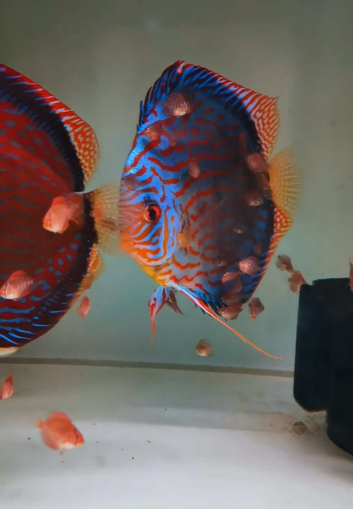cantiknya ikan nii #breeding #ikan #ikanhias #fyp #keeper #keepers #ikanairtawar #ikandalamkolam #breedingikanhias #fypage 